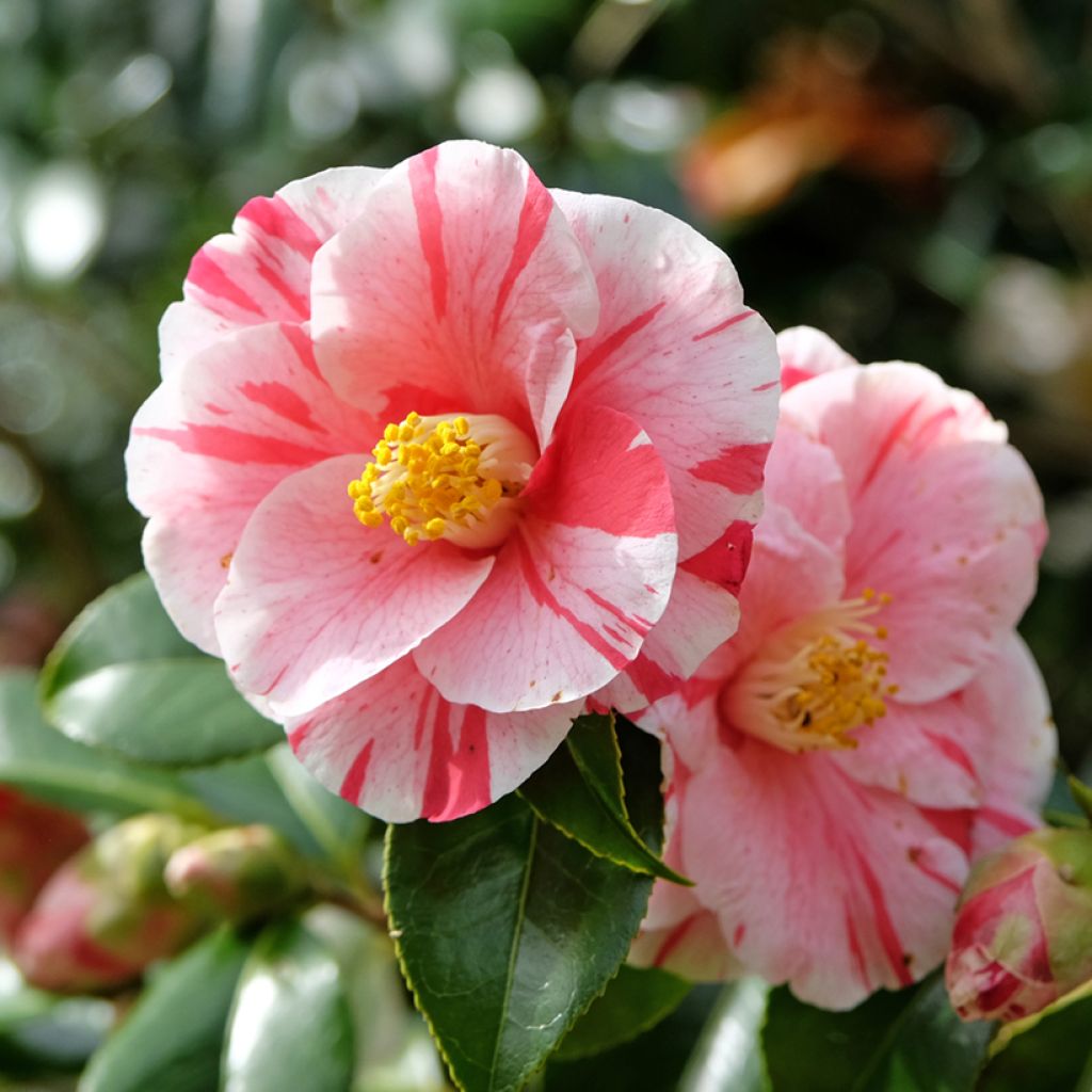 Camélia Lady Vansittart - Camellia japonica