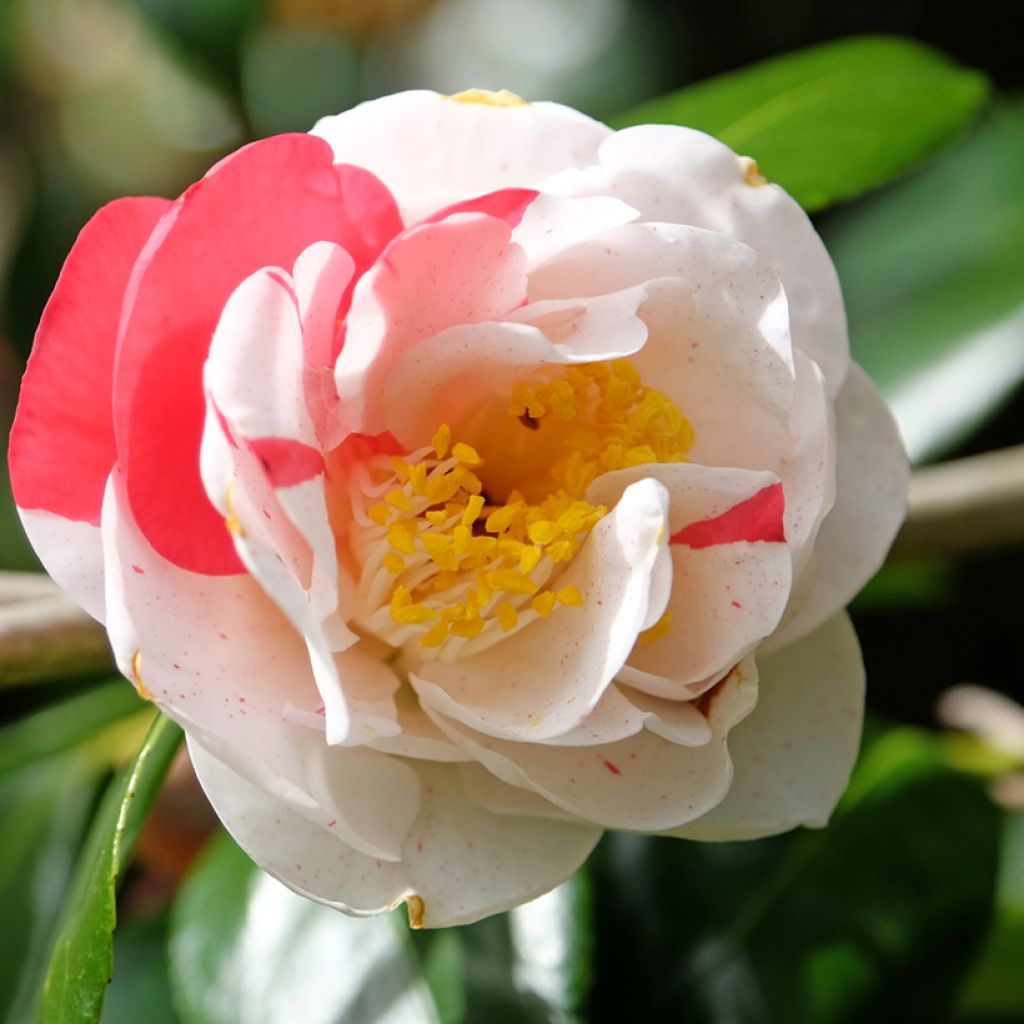 Camélia Lady Vansittart - Camellia japonica