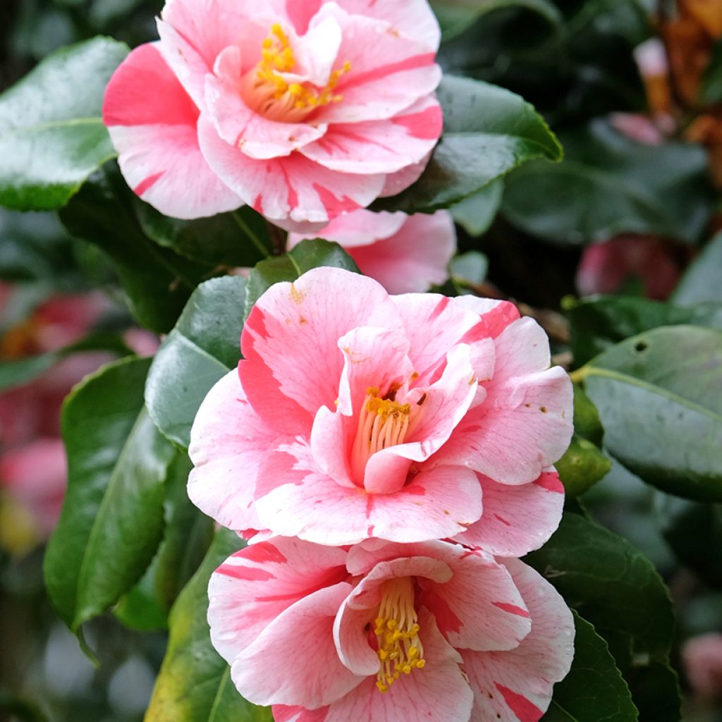 Camélia Lady Vansittart - Camellia japonica