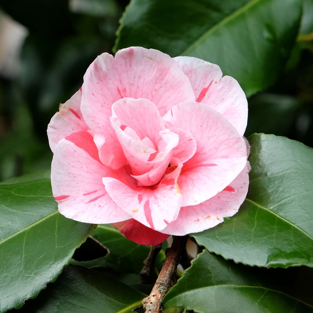 Camélia Lady Vansittart - Camellia japonica