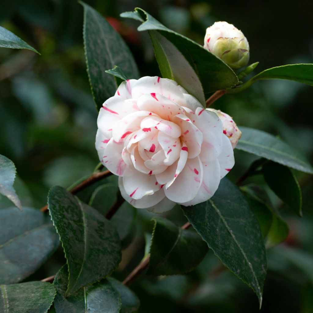 Camélia Lavinia Maggi - Camellia japonica