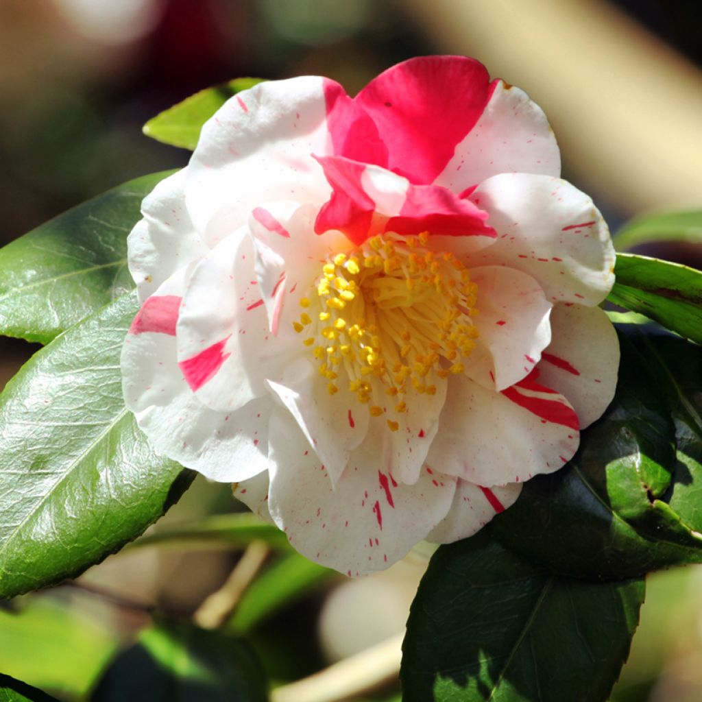 Camélia Lavinia Maggi - Camellia japonica