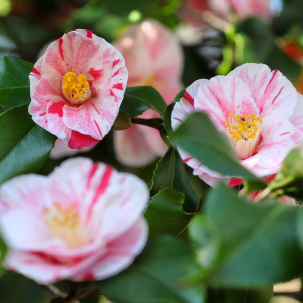 Camélia Lavinia Maggi - Camellia japonica