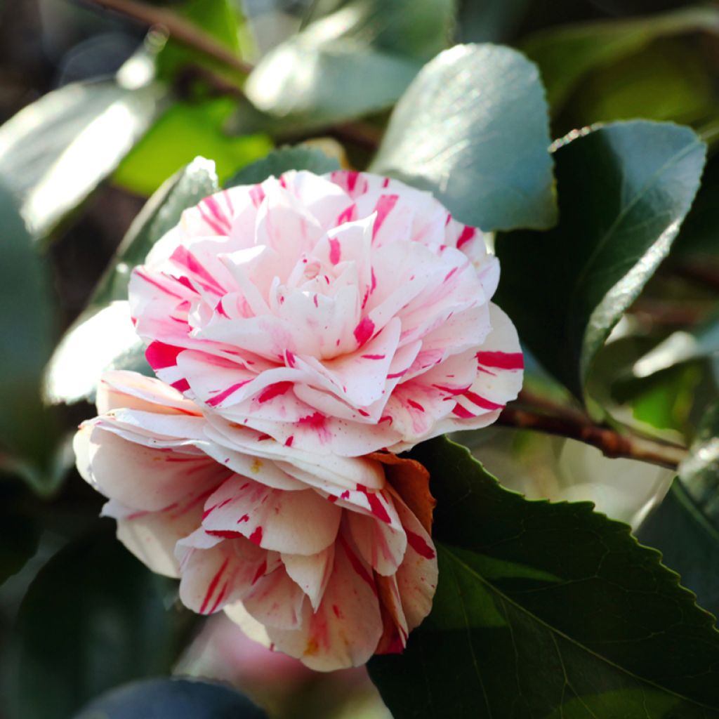 Camélia Lavinia Maggi - Camellia japonica