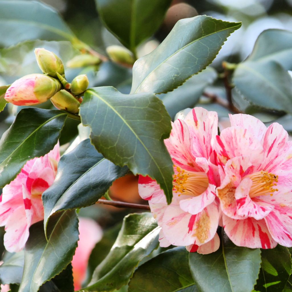 Camélia Lavinia Maggi - Camellia japonica