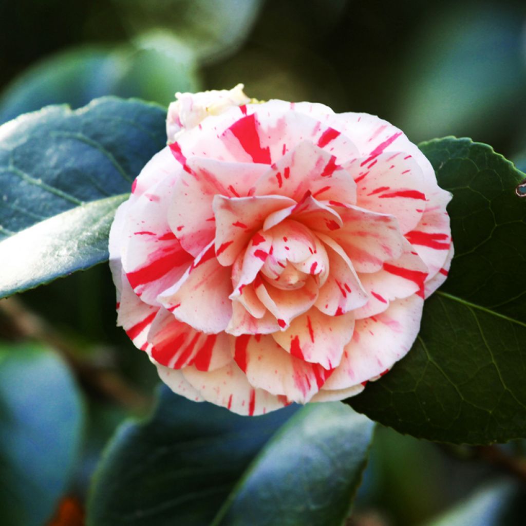 Camélia Lavinia Maggi - Camellia japonica