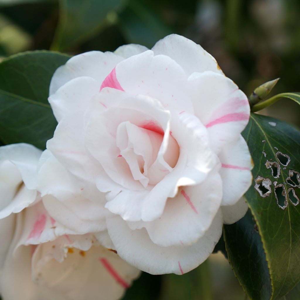 Camélia Montironi - Camellia japonica