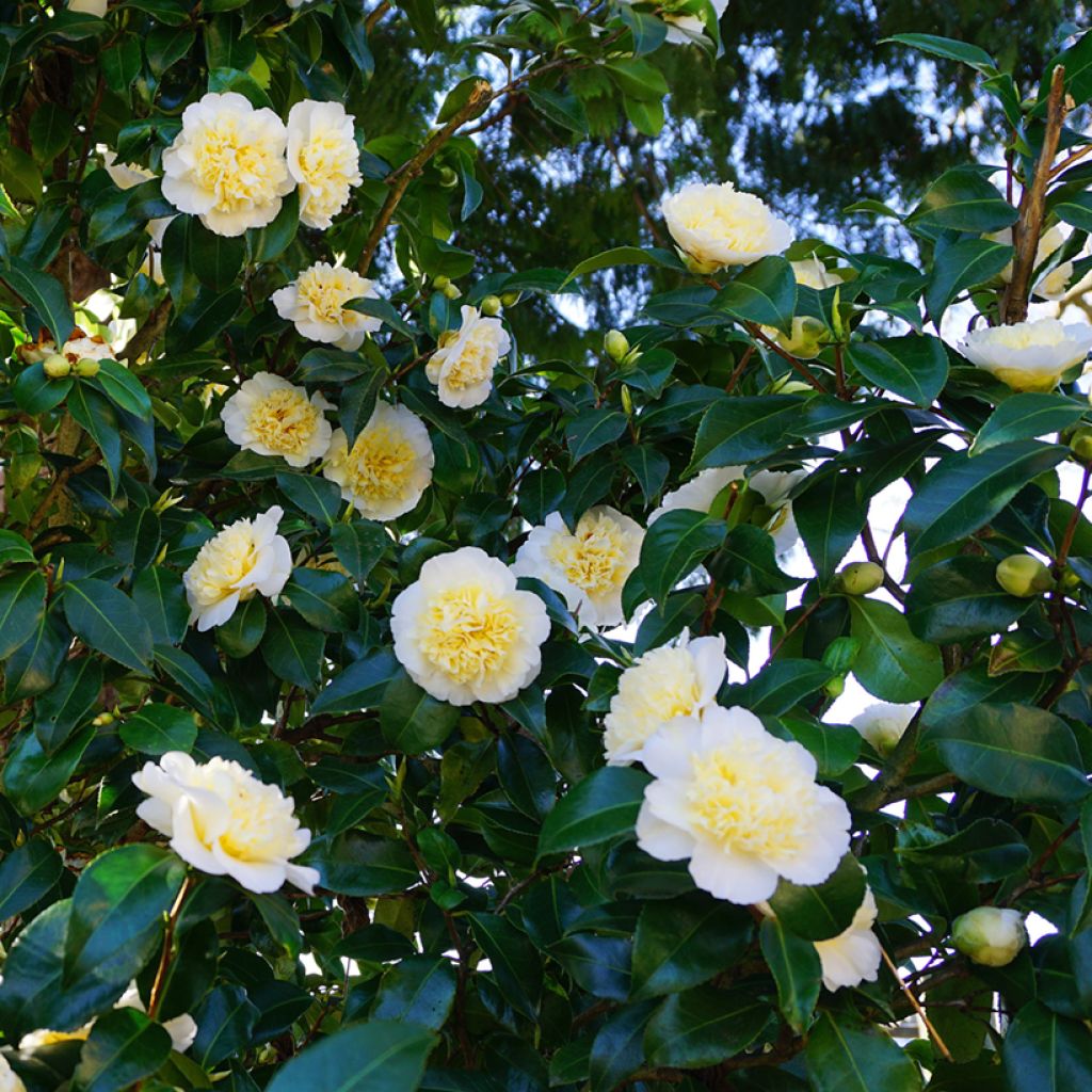 Camélia Nobilissima - Camellia japonica 