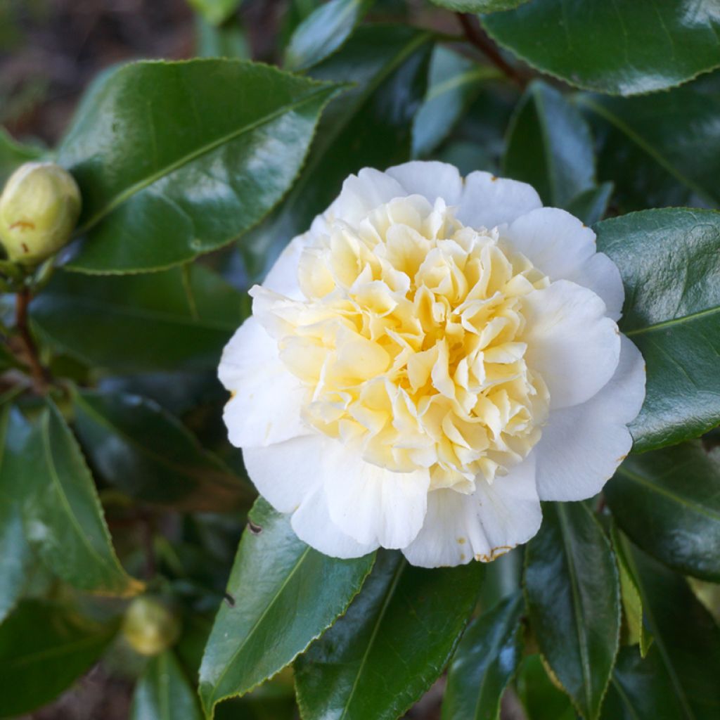 Camélia Nobilissima - Camellia japonica 