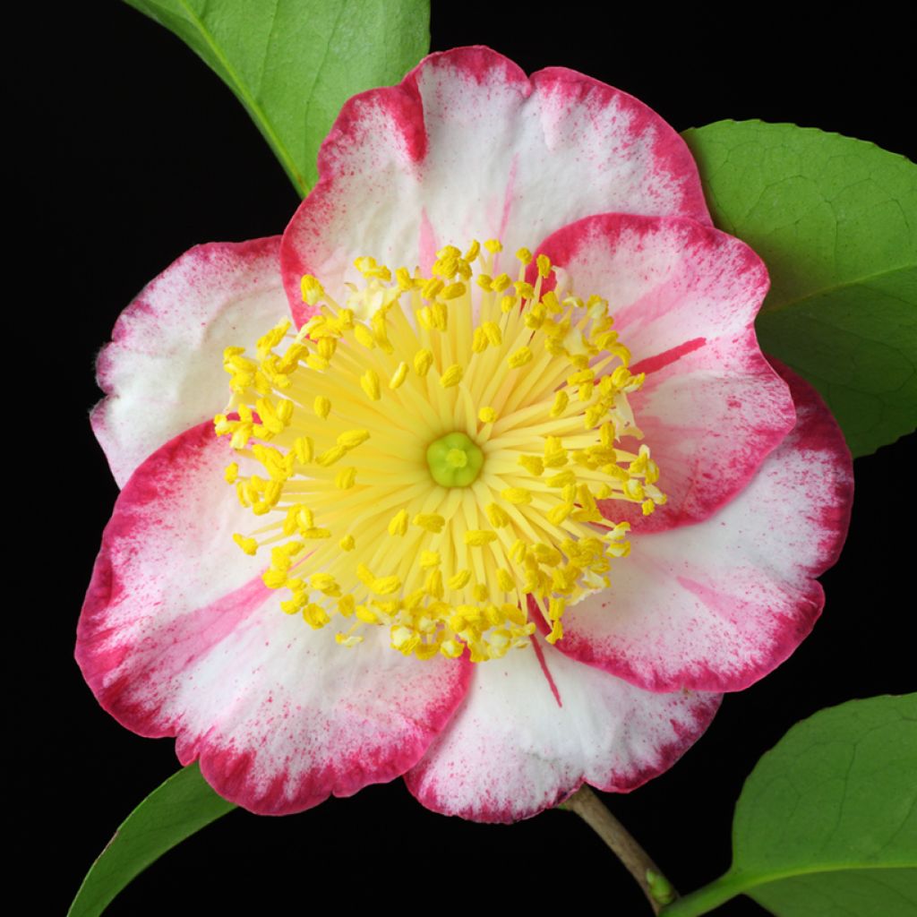 Camélia Okan - Camellia japonica de Higo