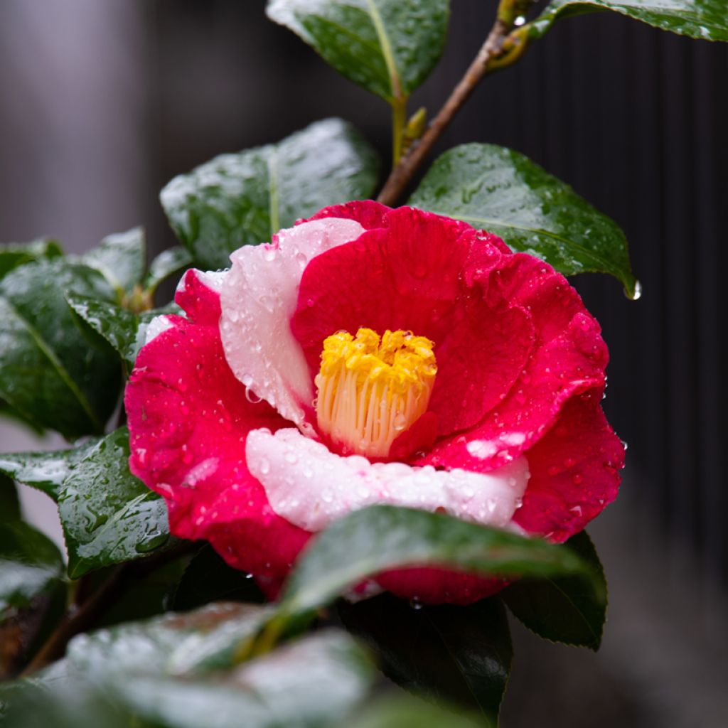 Camélia Robert Lasson - Camellia japonica