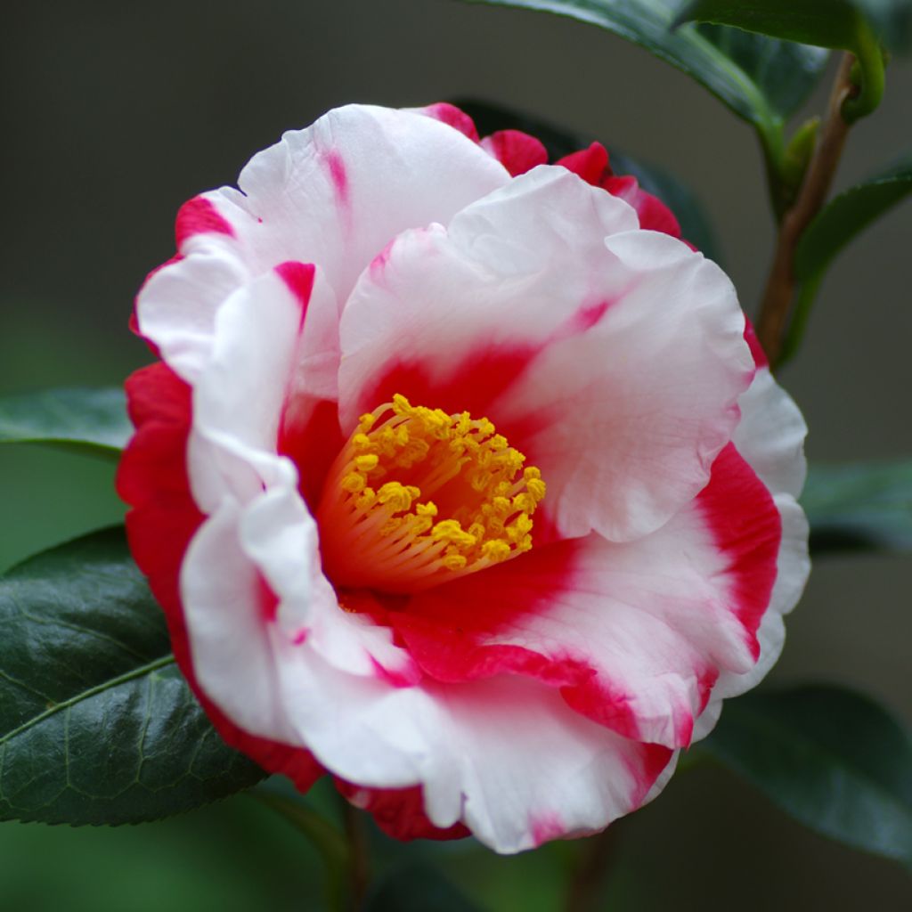 Camélia Robert Lasson - Camellia japonica