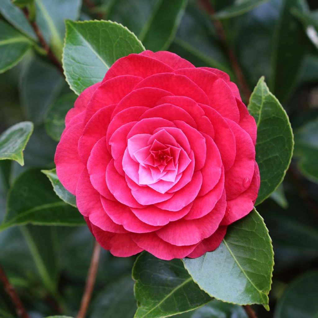 Camélia Roger Hall - Camellia japonica