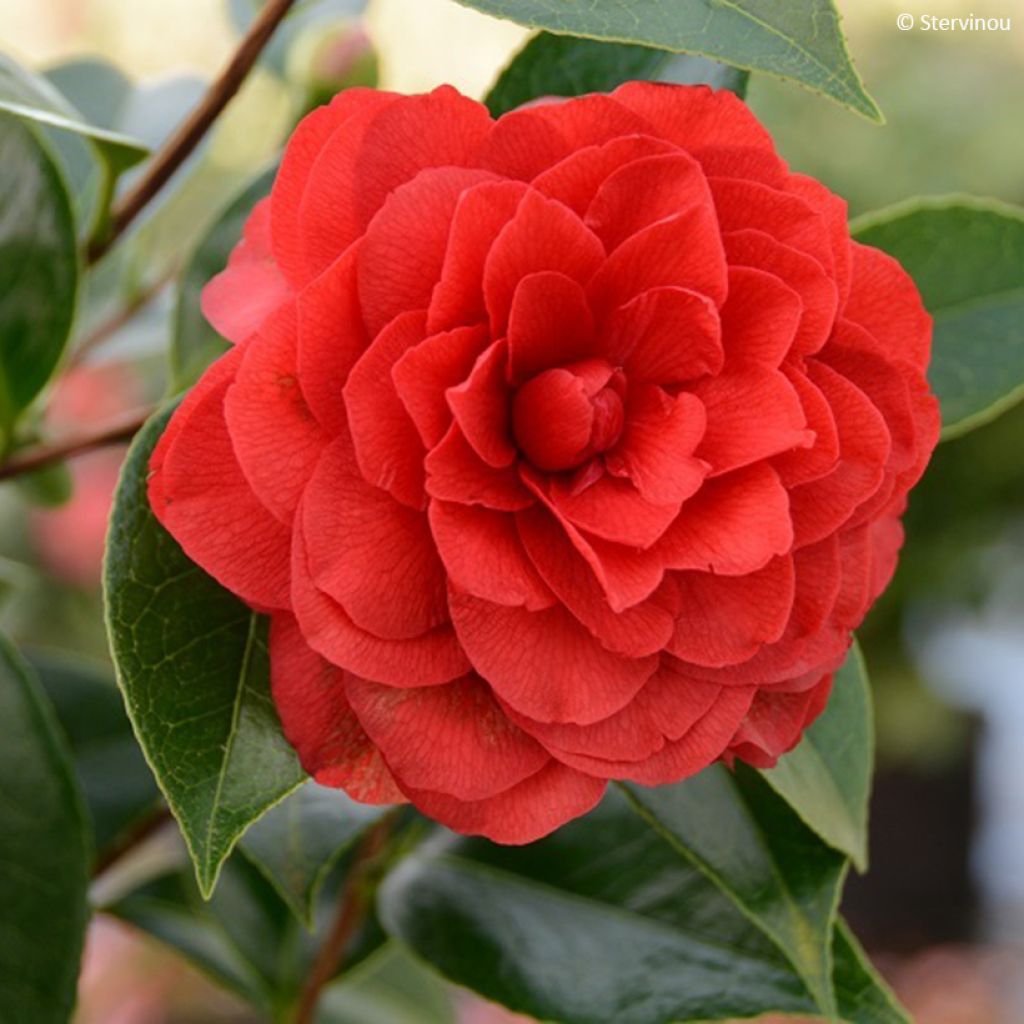 Camélia Stromboli - Camellia japonica