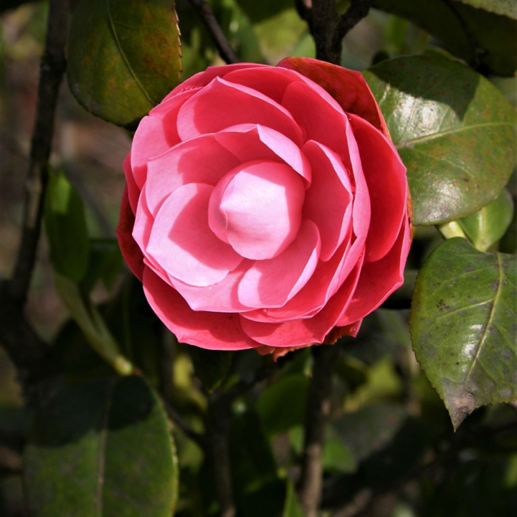 Camélia Valtevareda - Camellia japonica