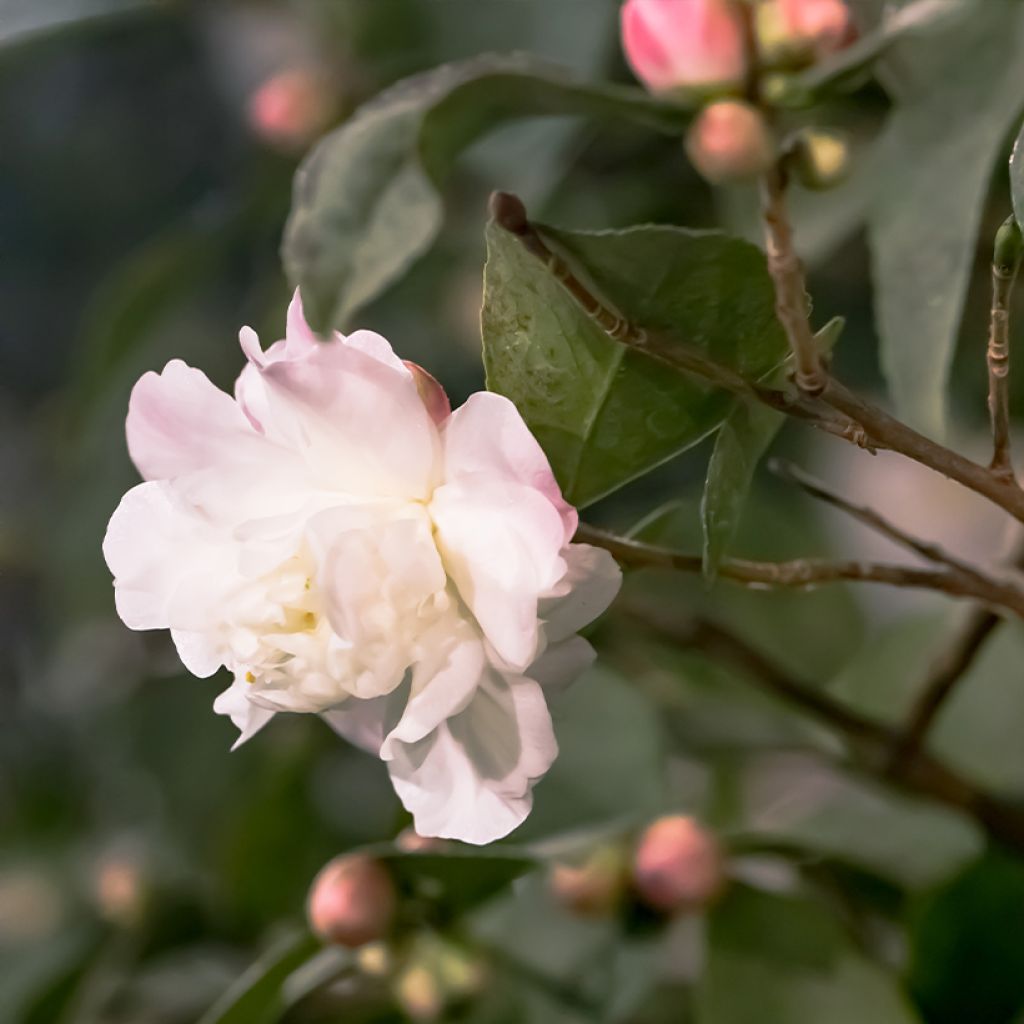 Camélia champêtre - Camellia Cinnamon Cindy