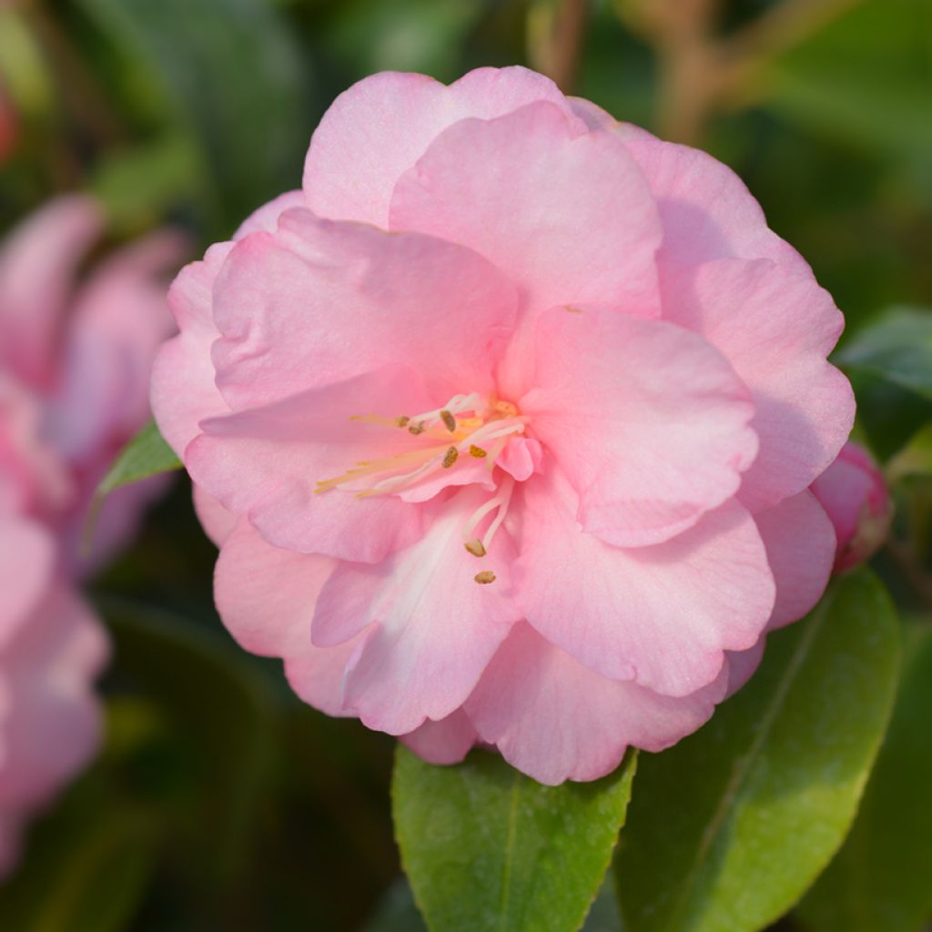 Camélia champêtre - Camellia Spring Festival