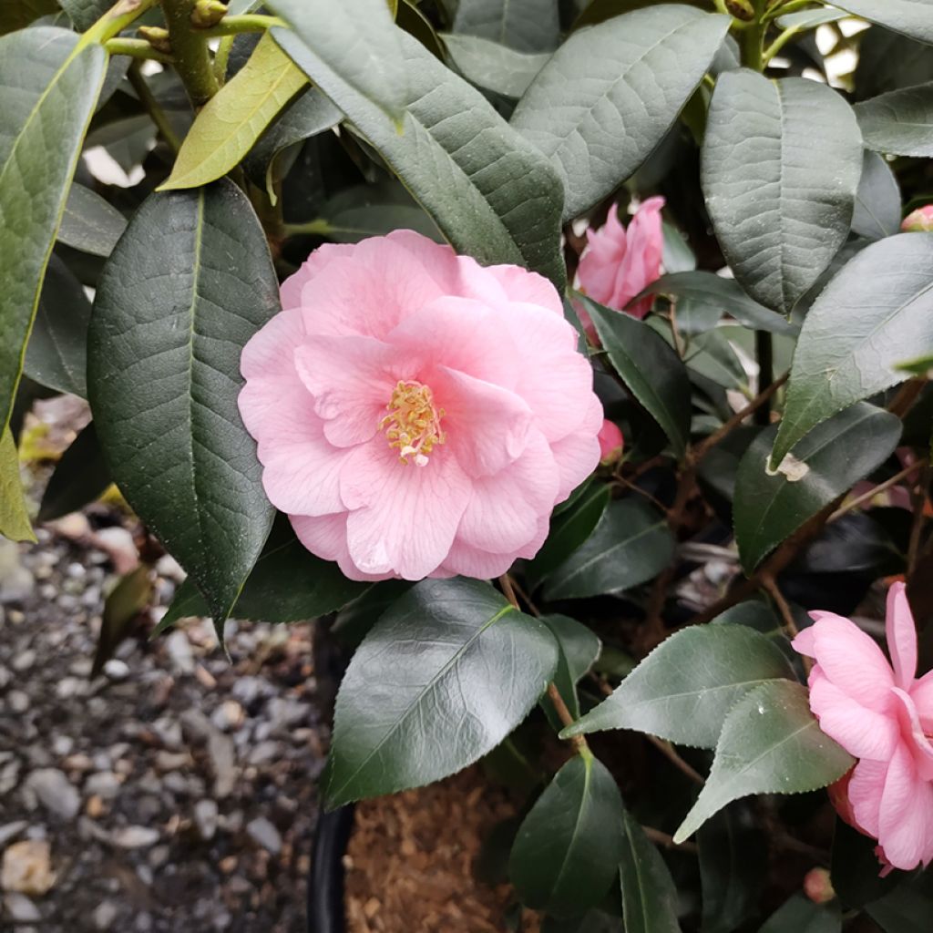 Camélia champêtre - Camellia Spring Festival