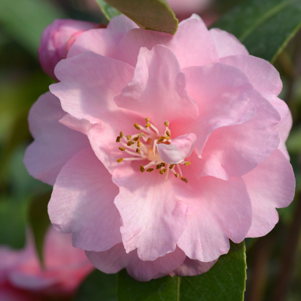 Camélia champêtre - Camellia Spring Festival