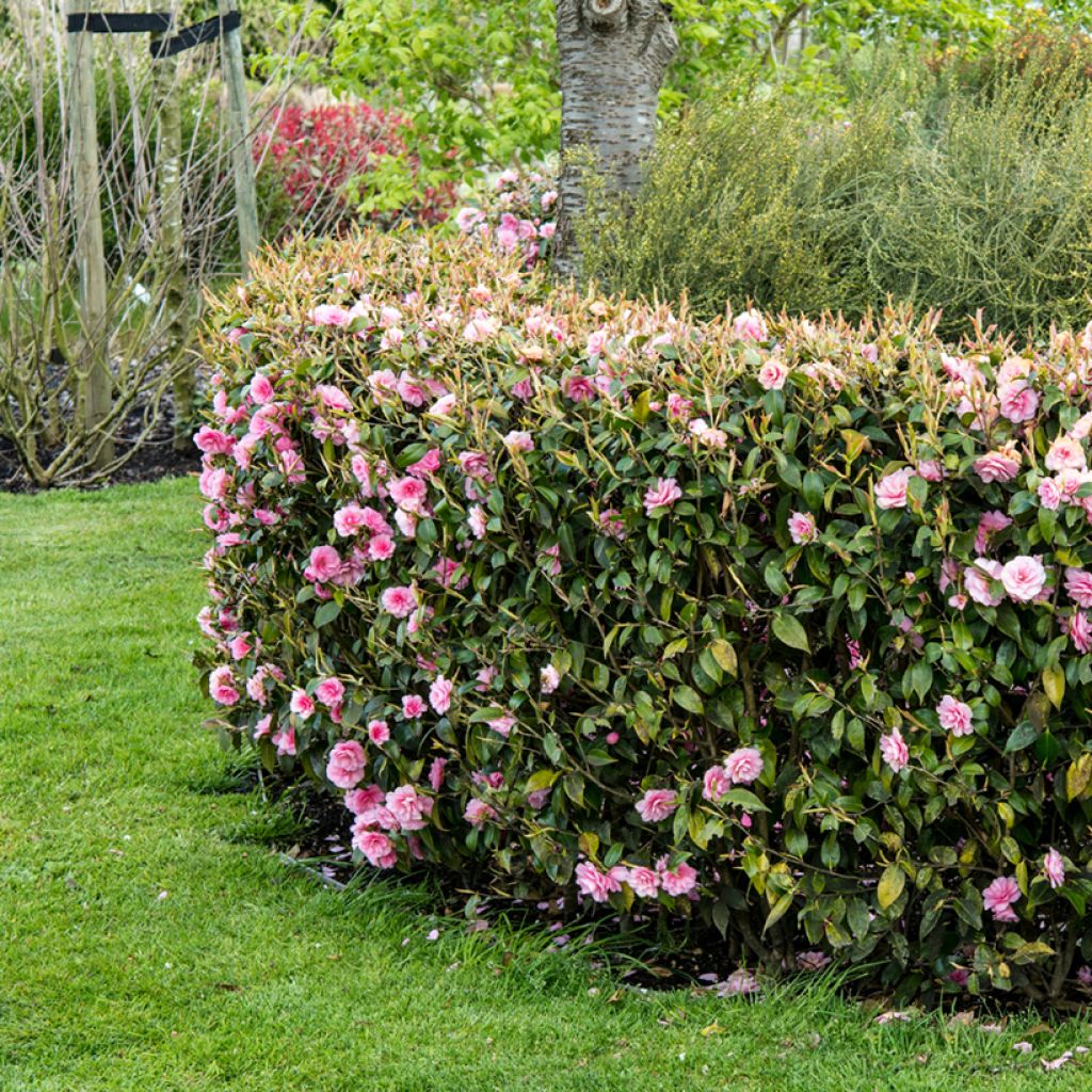 Camélia champêtre - Camellia Spring Festival