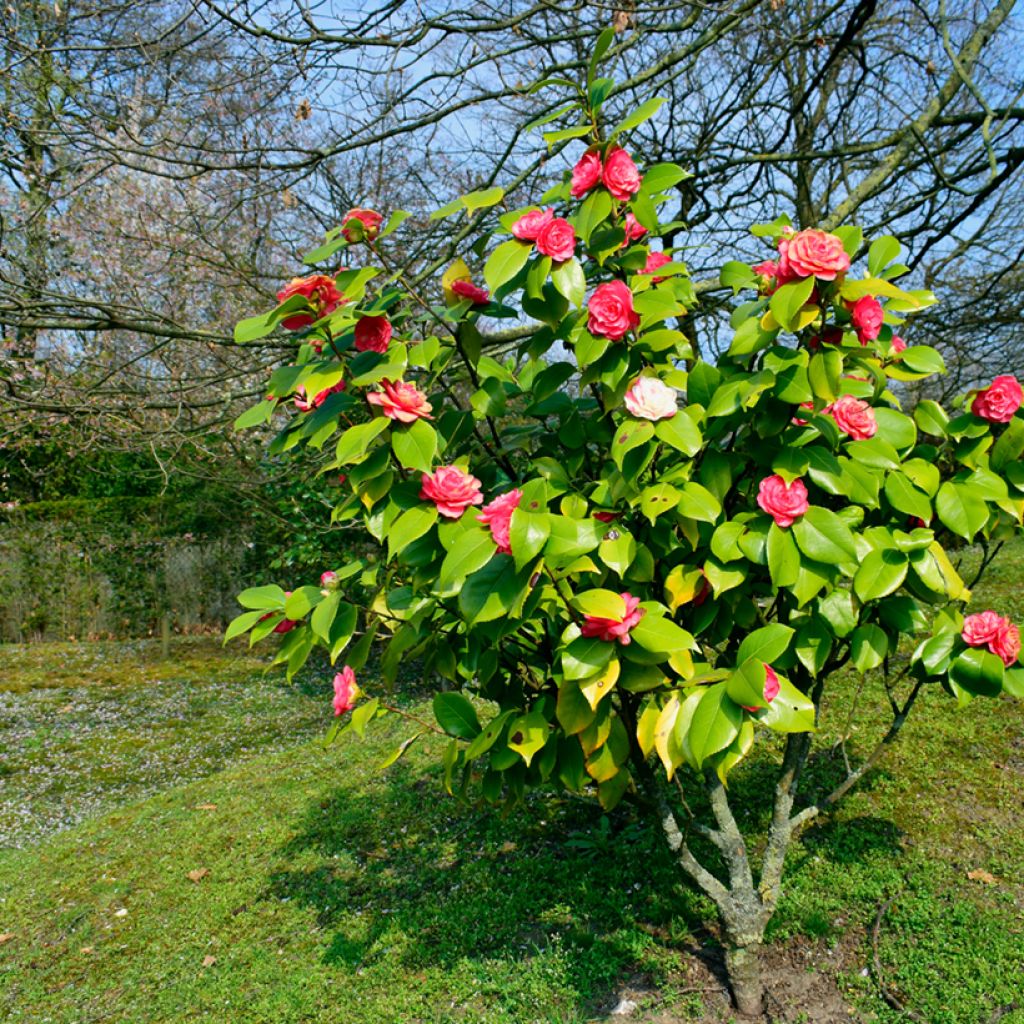 Camélia chandleri Elegans - Camellia japonica