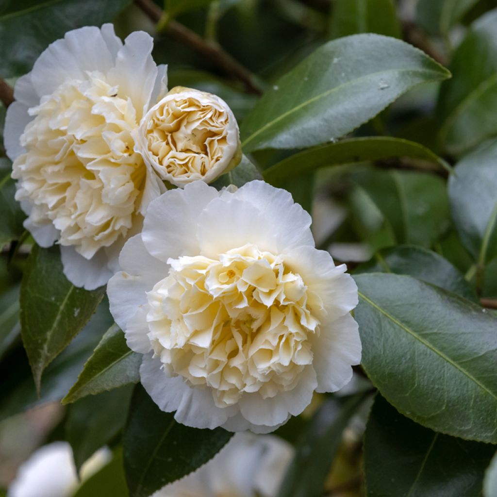 Camélia classique - Camellia Jurys Yellow