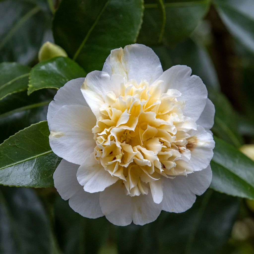 Camélia classique - Camellia Jurys Yellow