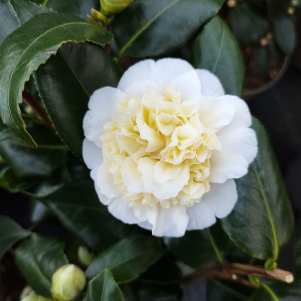 Camélia classique - Camellia Jurys Yellow