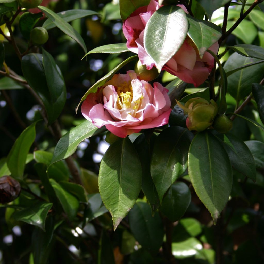 Camélia classique - Camellia Nuccio's Jewel