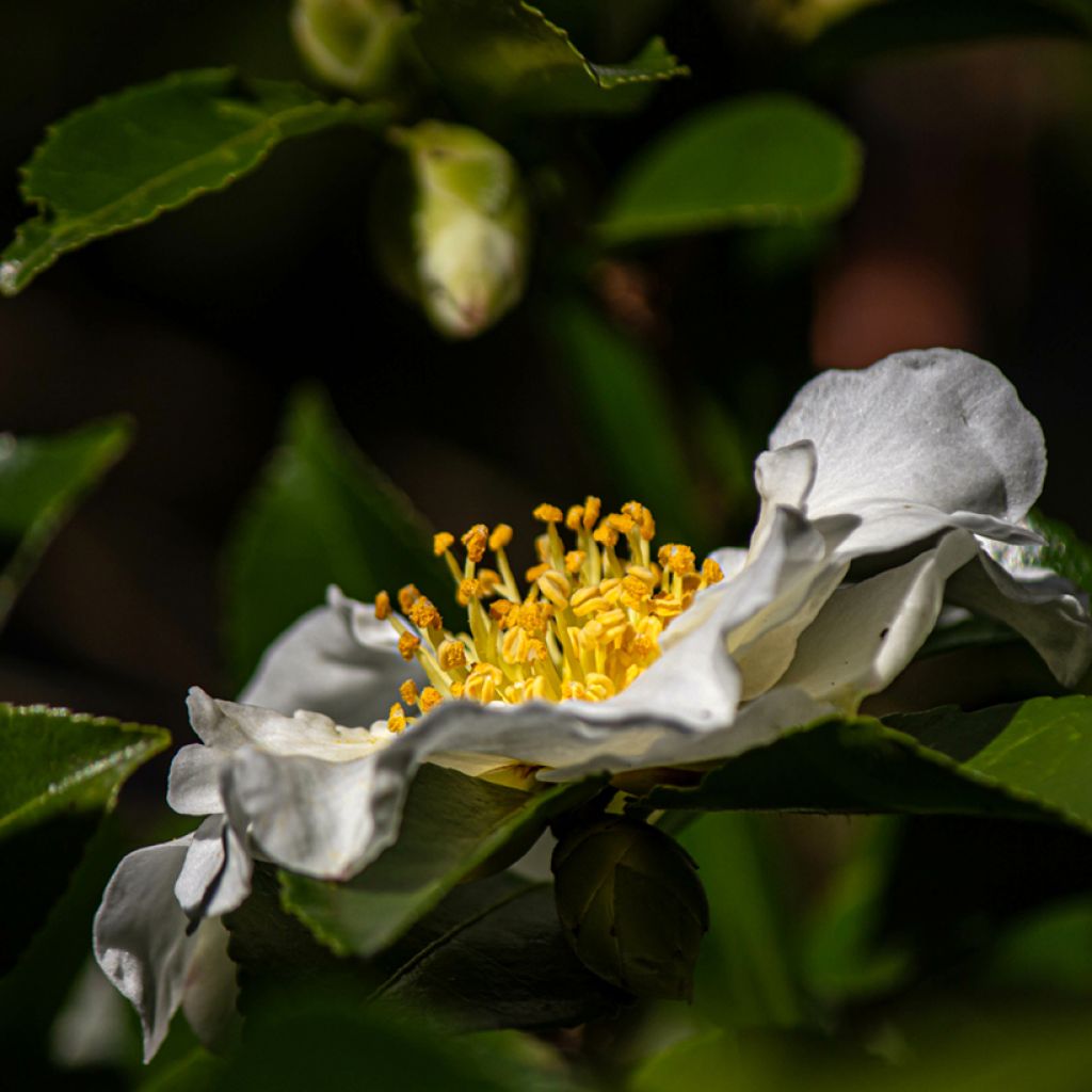 Camélia d'automne - Camellia sasanqua Setsugekka