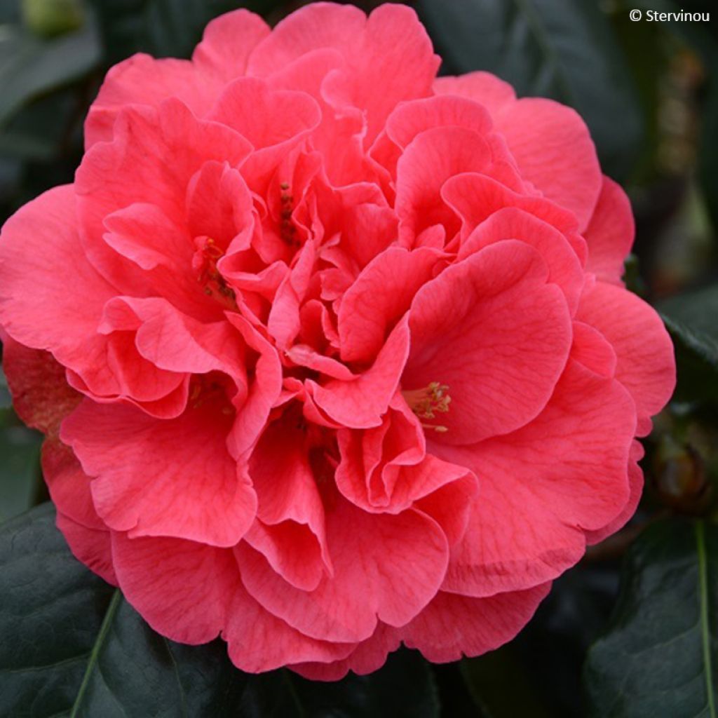 Camélia réticulé Den Burton - Camellia reticulata