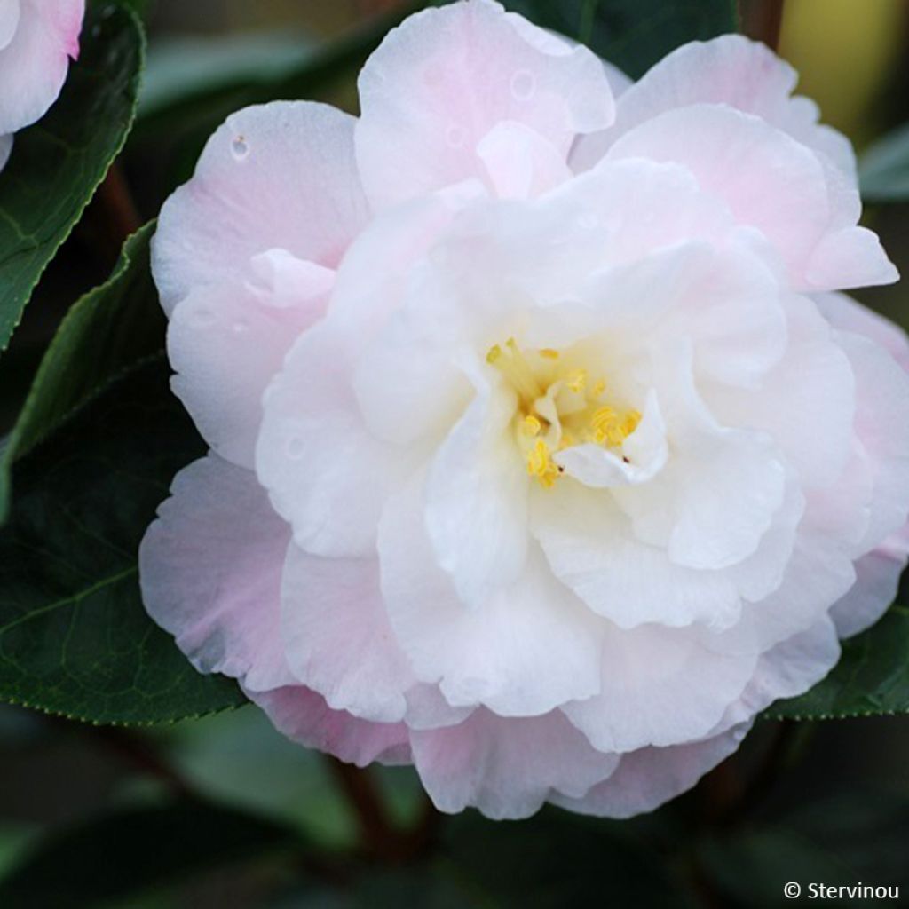 Camélia réticulé Ile Crozet - Camellia reticulata