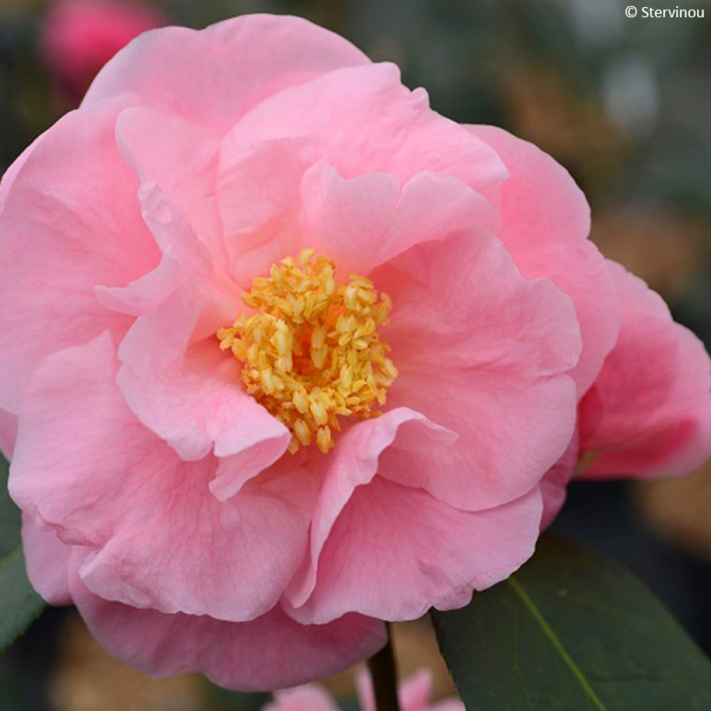 Camélia réticulé Lila Naff - Camellia reticulata