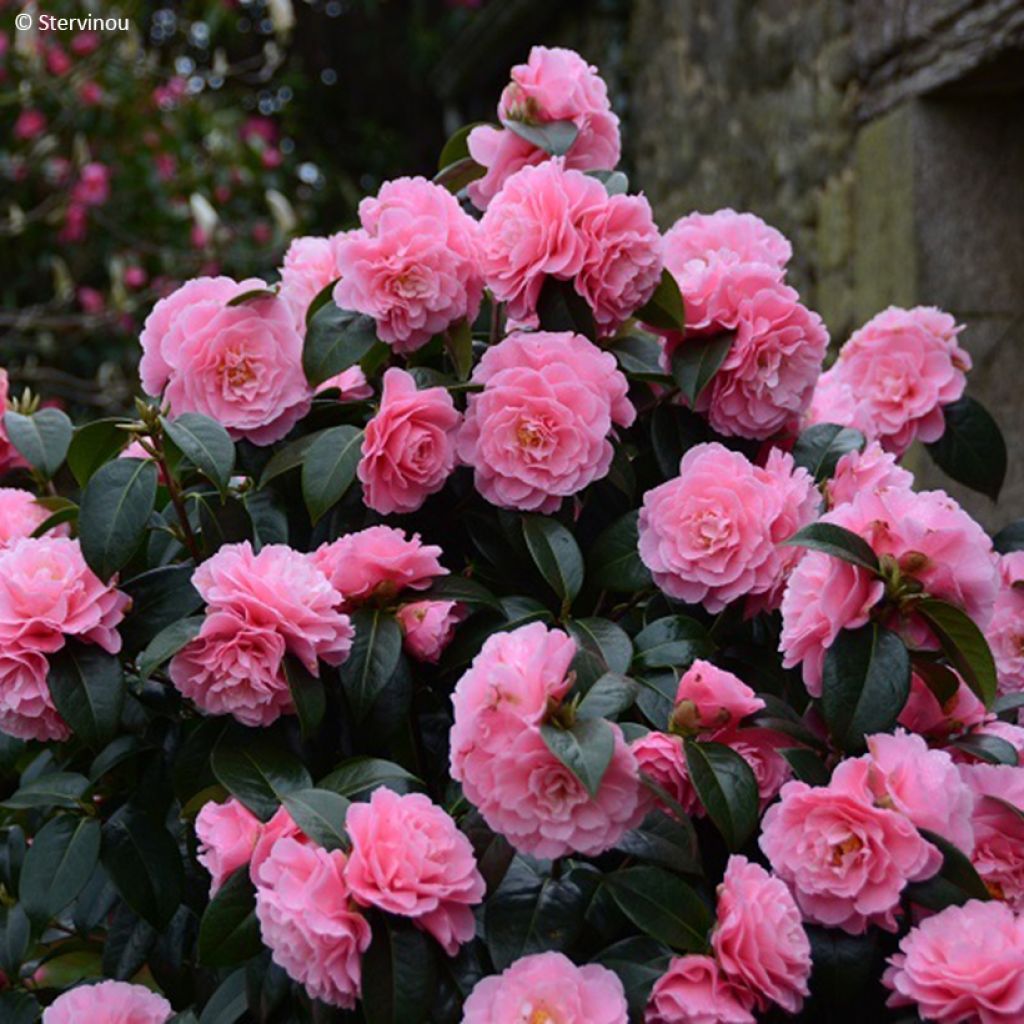 Camélia réticulé Lovely Lady - Camellia reticulata