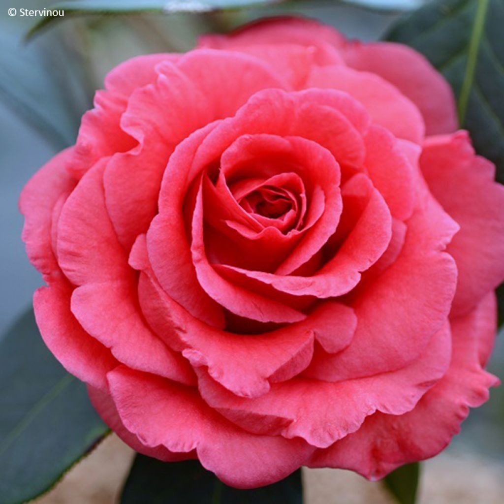 Camélia réticulé Pagoda - Camellia reticulata