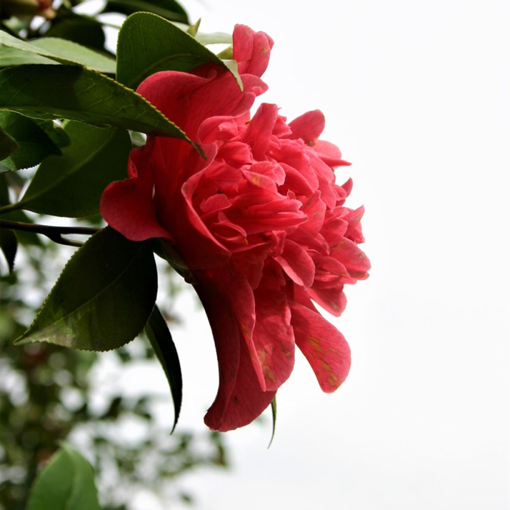 Camélia Mark Alan - Camellia japonica