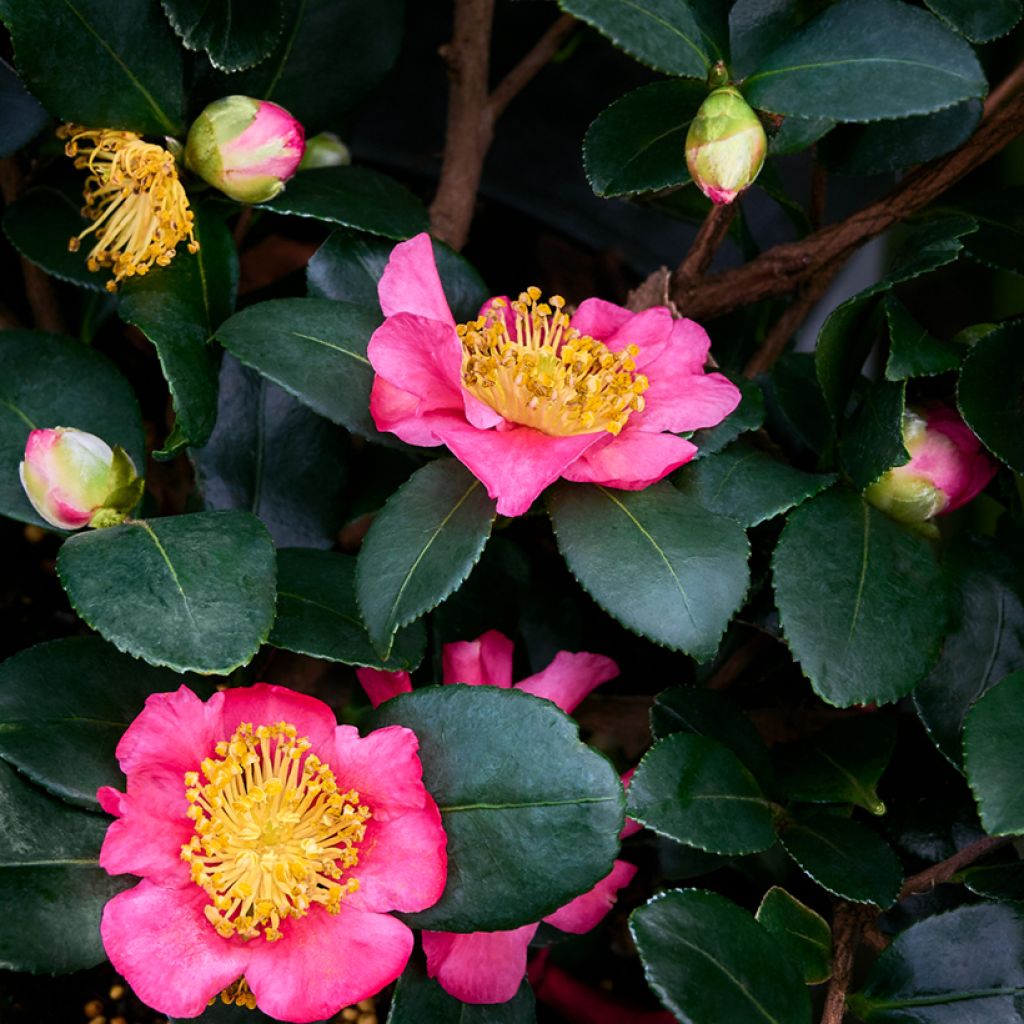 Camellia sasanqua Belinda - camélia d'automne