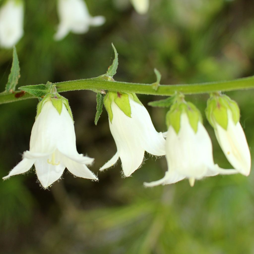 Campanule ochroleuca