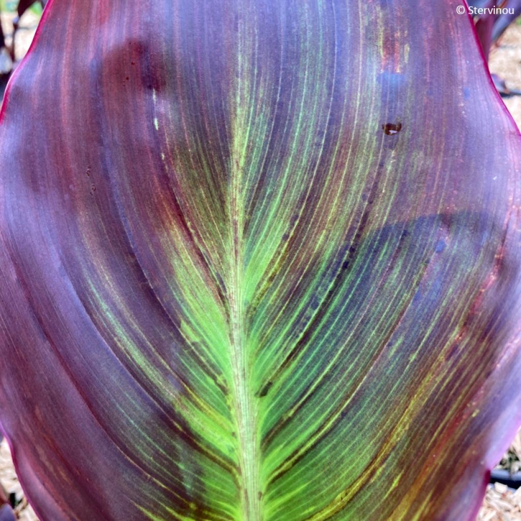 Canna Black Cleopatra - Balisier