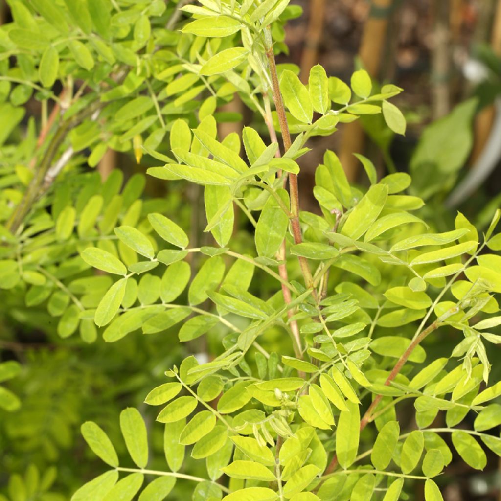 Caragana arborescens Lutescens - Caraganier de Sibérie