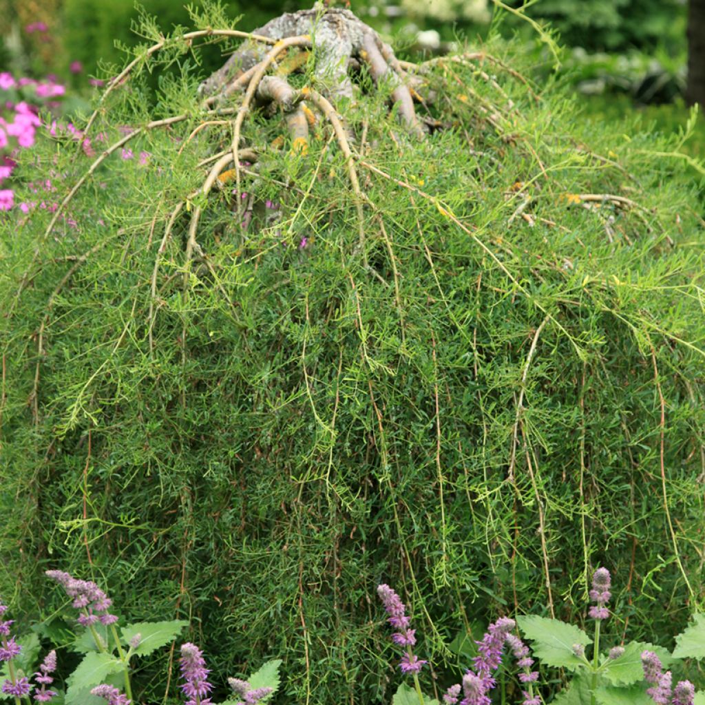 Caragana arborescens Walker - Caraganier de Sibérie pleureur