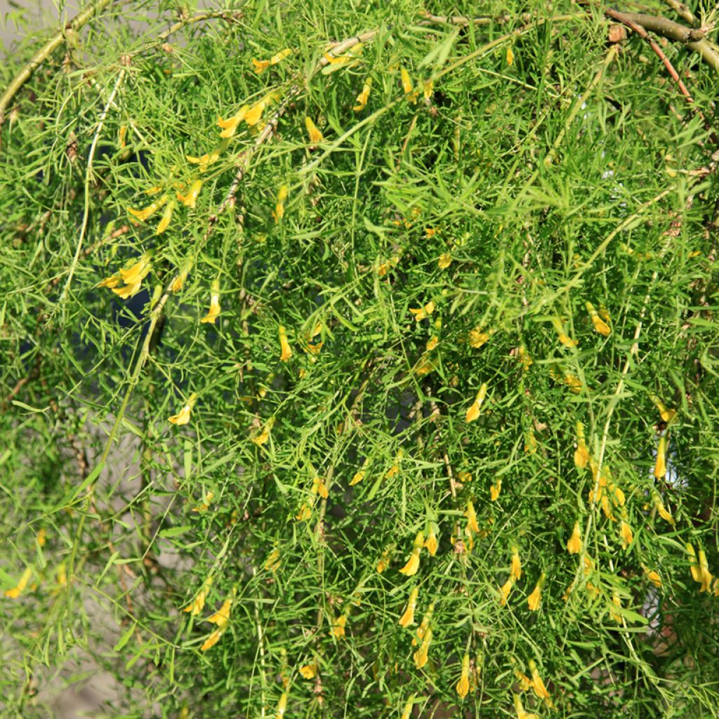 Caragana arborescens Walker - Caraganier de Sibérie pleureur