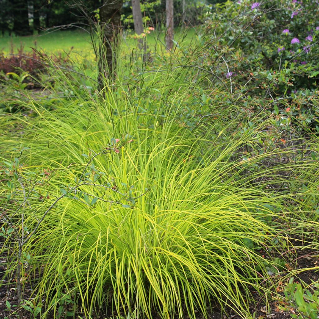 Carex elata Aurea - Laîche dorée