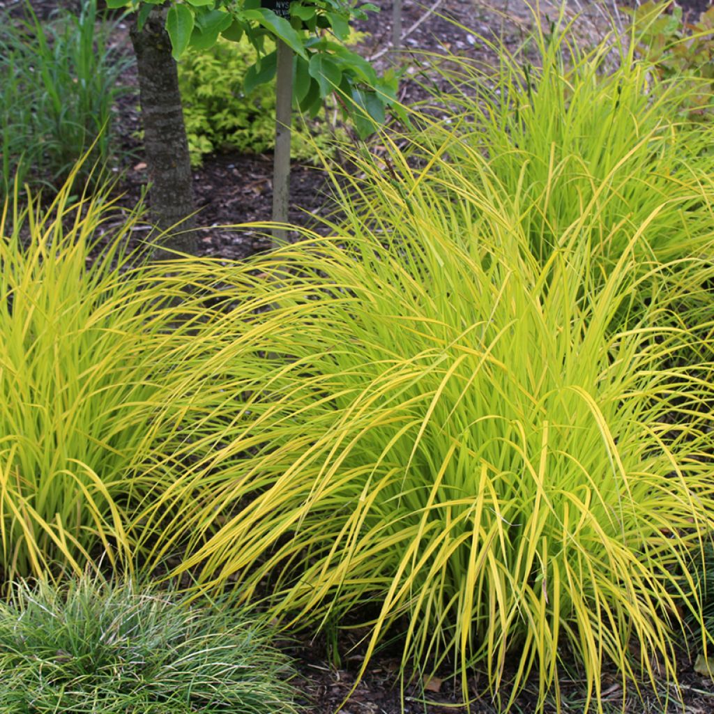 Carex elata Aurea - Laîche dorée