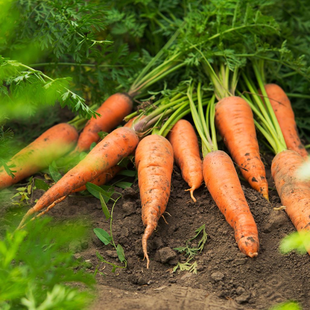 Carotte Nantes 2 - Frubund - Daucus carota 