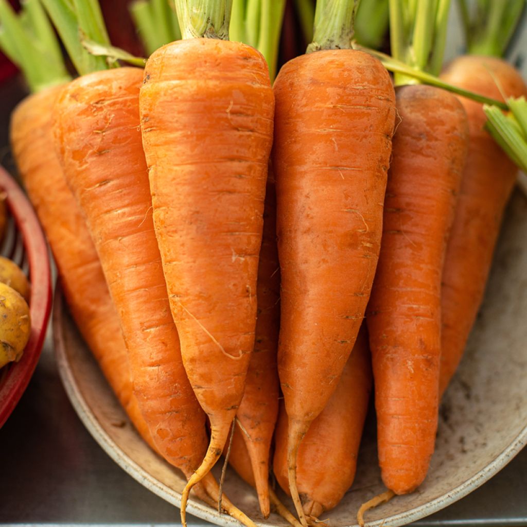 Carotte de Luc - Daucus carota