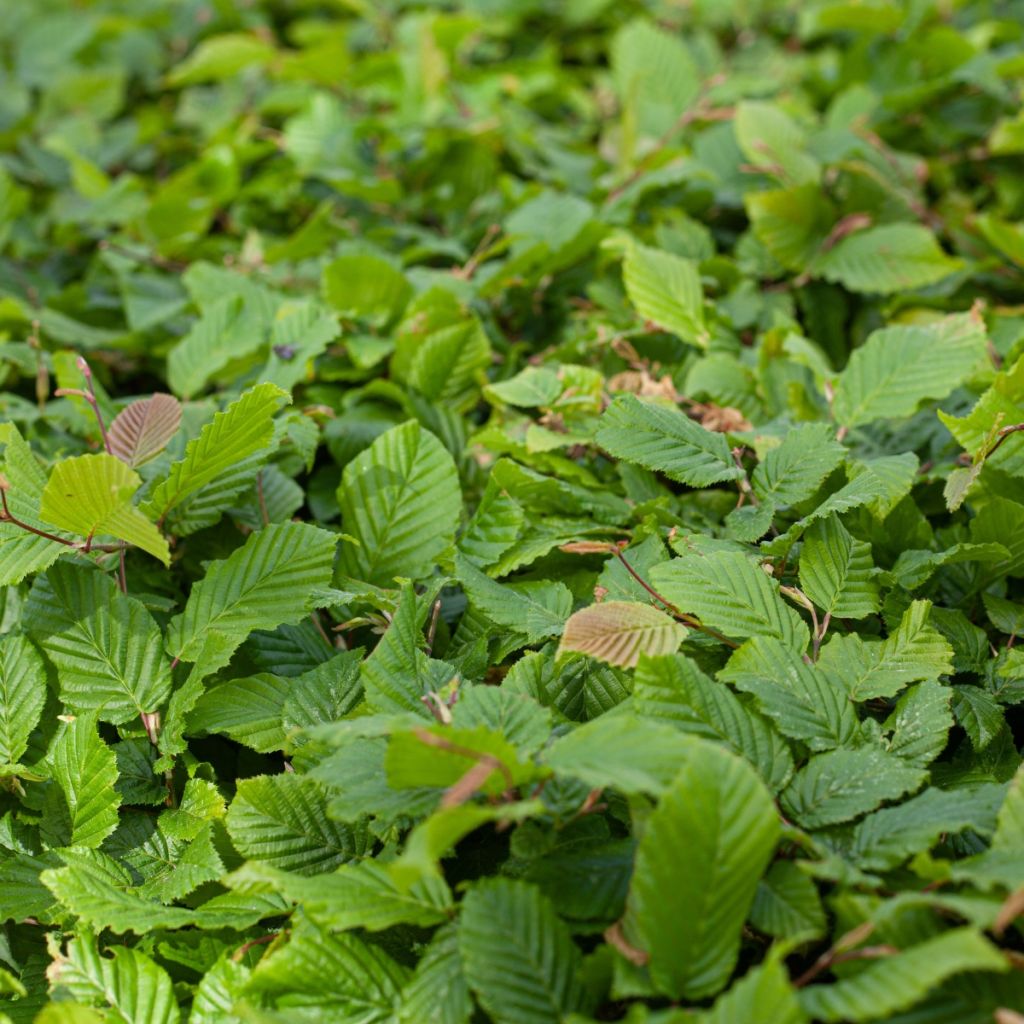 Carpinus betulus - Charme commun, Charmille 