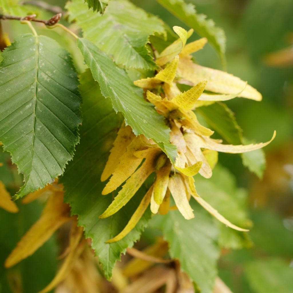 Carpinus betulus - Charme commun, Charmille 