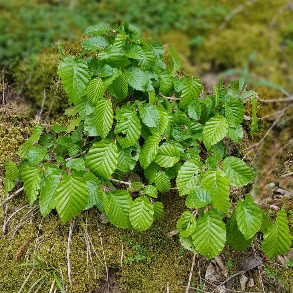 Carpinus betulus - Charme commun, Charmille 