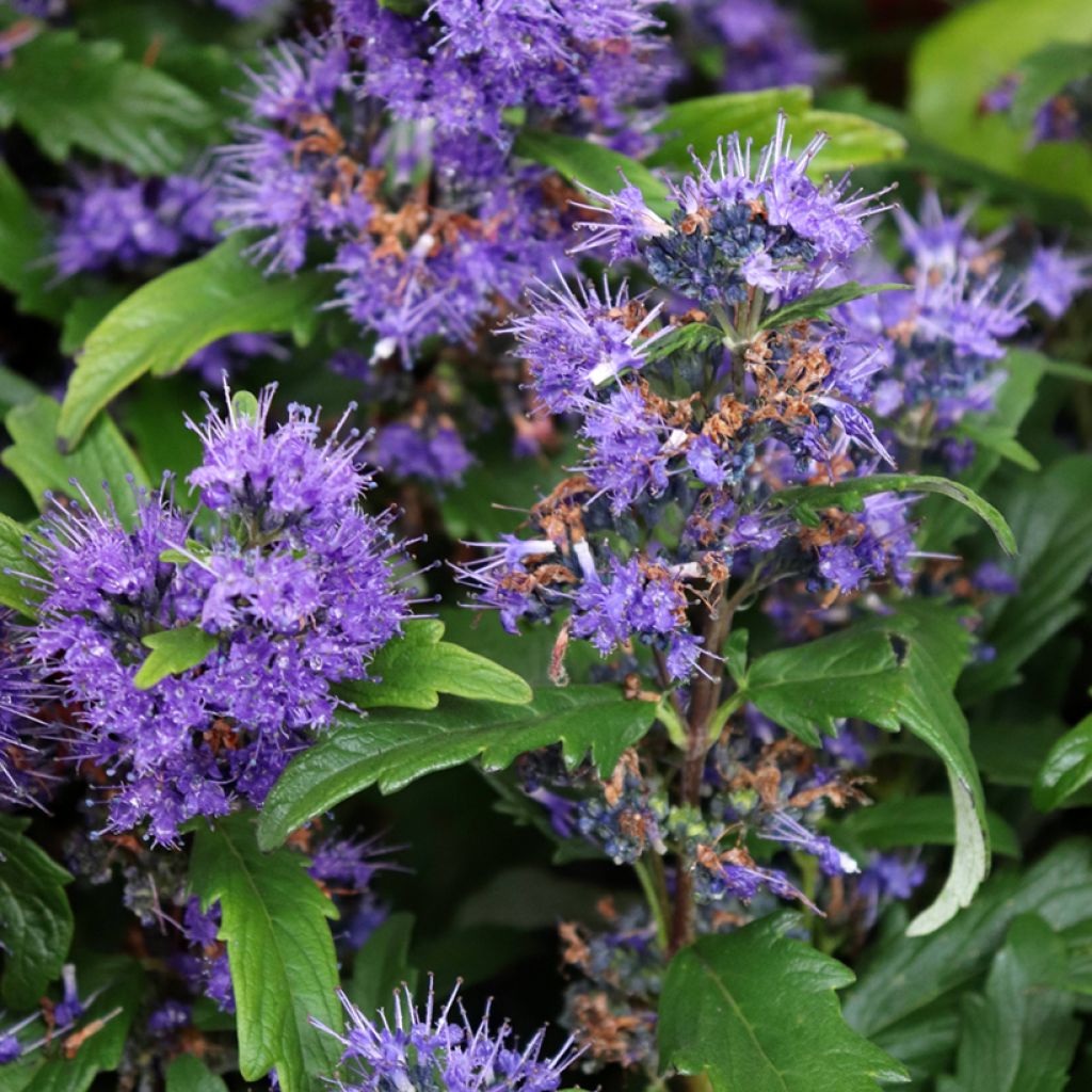 Caryopteris Grand Bleu - Spirée bleue 